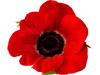 Royal British Legion Minehead